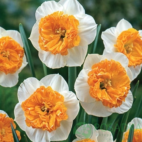 картинка Нарцисс Czardas 