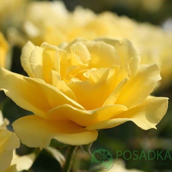 картинка Роза флорибунда Вестарт 