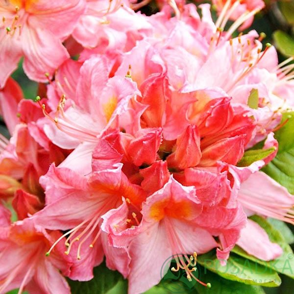 картинка Азалия Pink Delight 