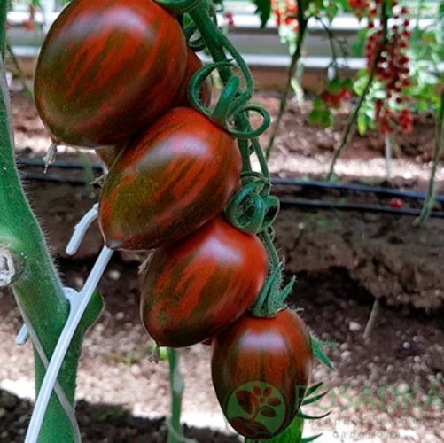 картинка Семена Томат Хаки 0.1гр, SeedEra 