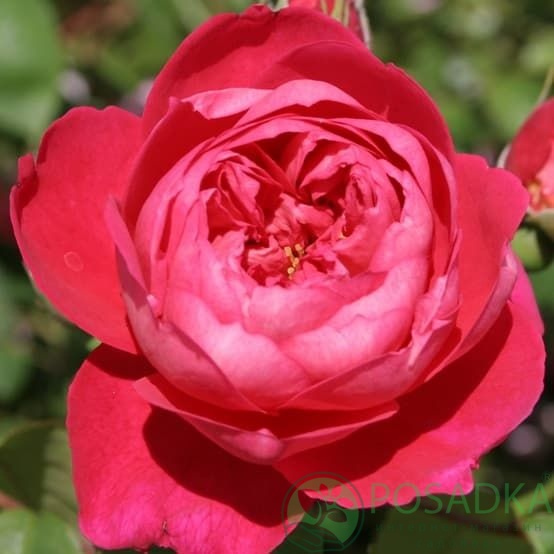 картинка Роза английская Бенджамин Бритен 