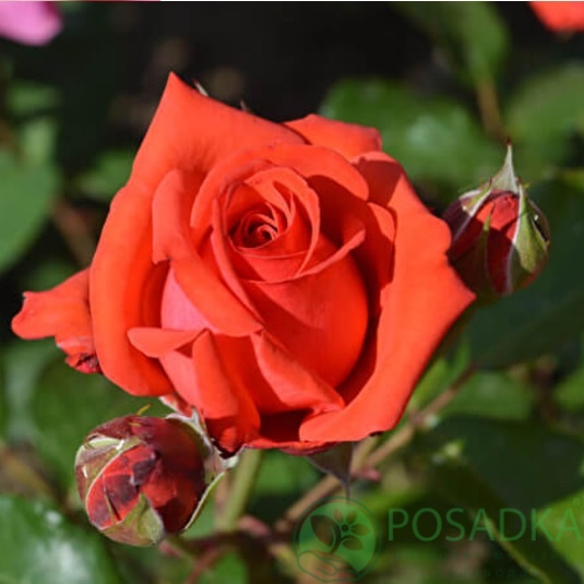 картинка Роза спрей Сюрприз С2 