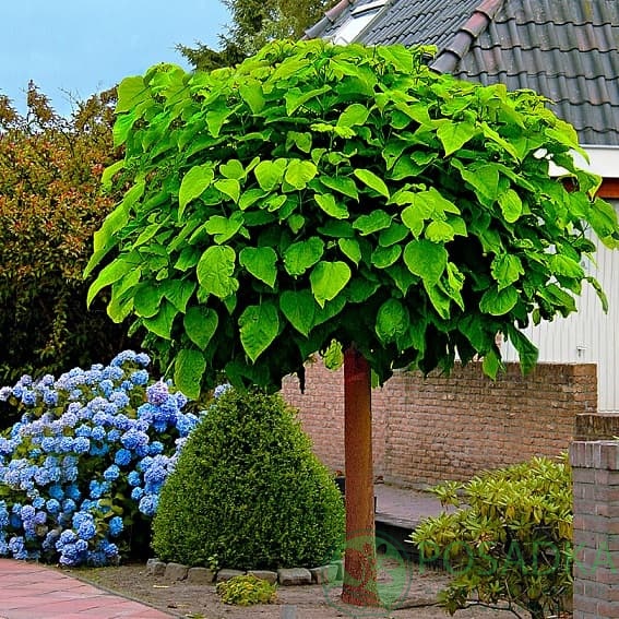 картинка Катальпа шаровидная 