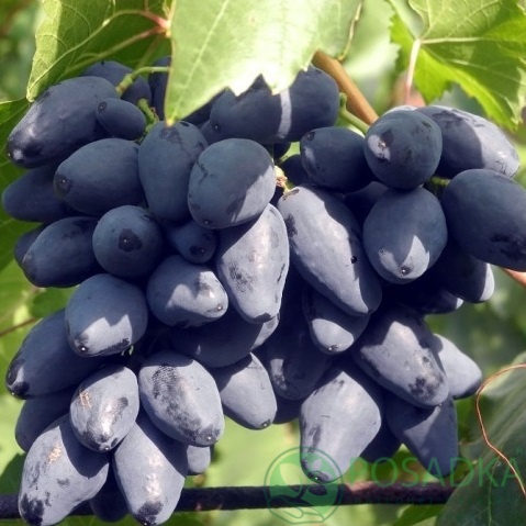 картинка Виноград Ромбик 