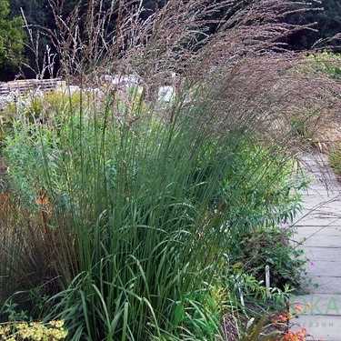 картинка Молиния голубая тростниковая Фонтан 