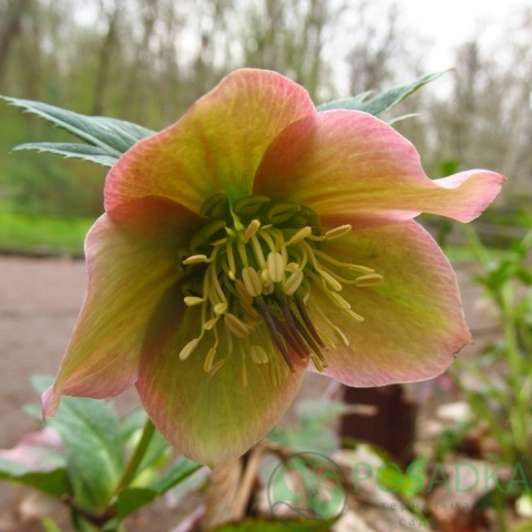 картинка Морозник краснеющий (Helleborus purpurascens) 