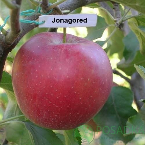 картинка Яблоня Джонагоред Моренс Супра 