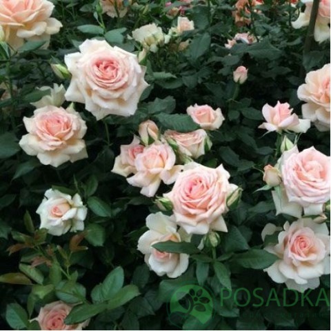 картинка Роза чайно-гибридная Чандос Бьюти 