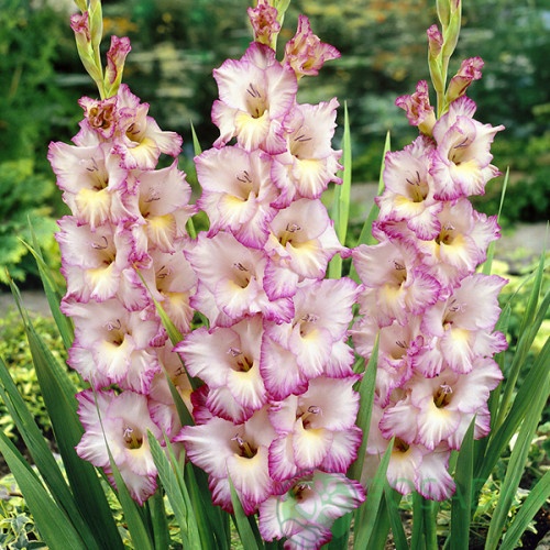 картинка Гладиолус Priscilla 