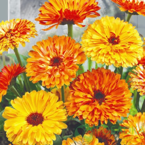 картинка Семена Календула Красный Дотик смесь 1 г 