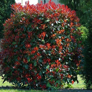 картинка Фотиния Фразера Robusta Compacta 3л 