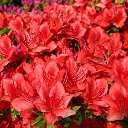 картинка Азалия японская Fridoline 