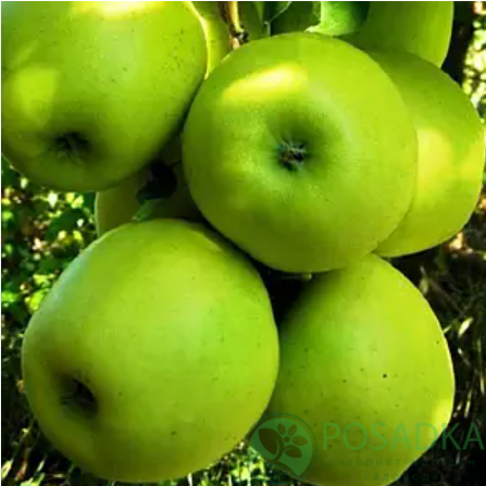 картинка Яблоня Мутсу НК 