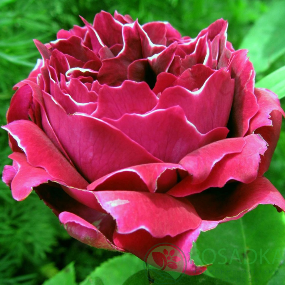 картинка Роза кустовая Барон Жирон Де Лайон 