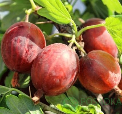 картинка Крыжовник Розовый кулон (контейнер р9) 