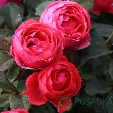 картинка Роза флорибунда Гартенпринцессин Мари-Хосе 