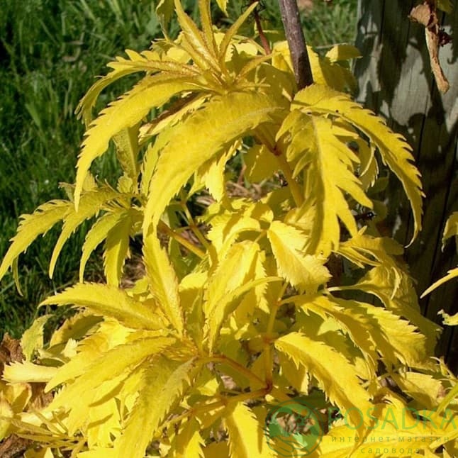 картинка Бузина красная Sutherland Gold 