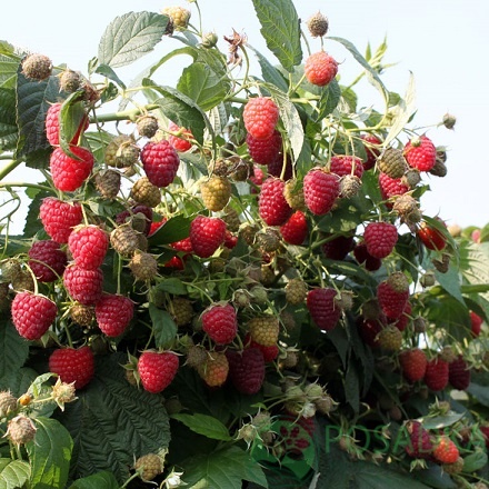 картинка Малина Химботоп 