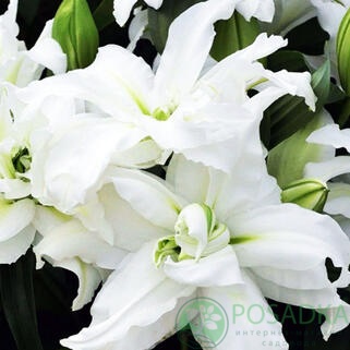 картинка Лилия Bowl Of Beauty 