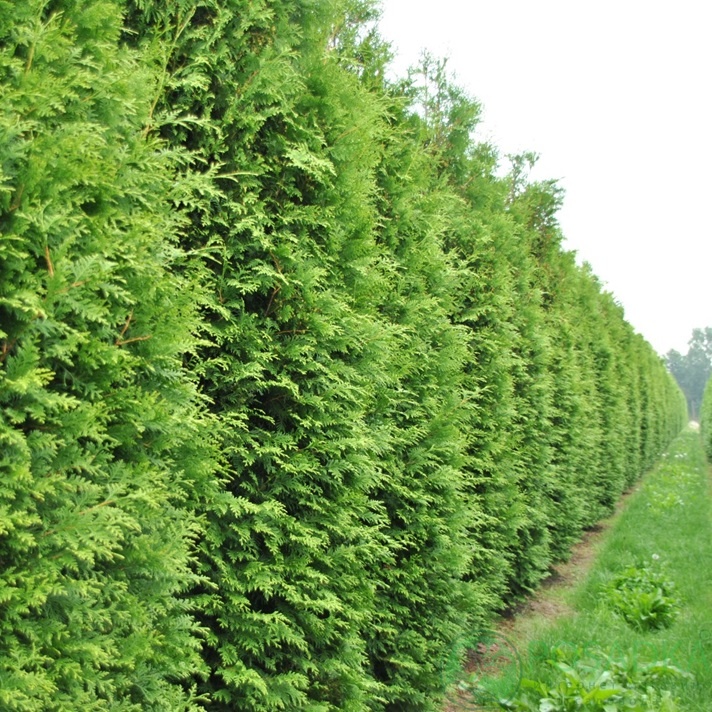 картинка Туя западная Кинг оф Брабант С2  картинка Туя западная Кинг оф Брабант С2