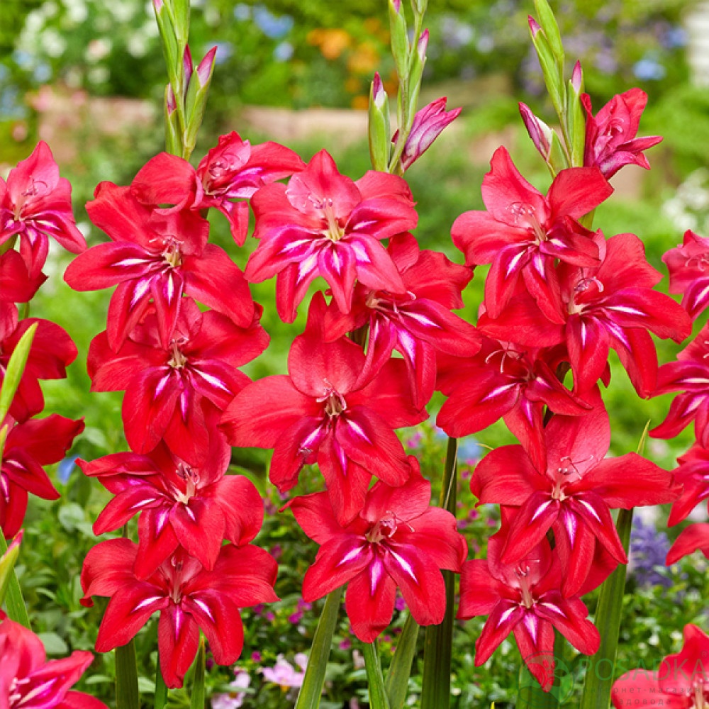 картинка Гладиолус Robinetta 