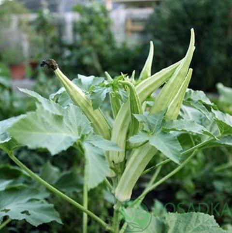 картинка Бамия Диброва семена (1гр) 