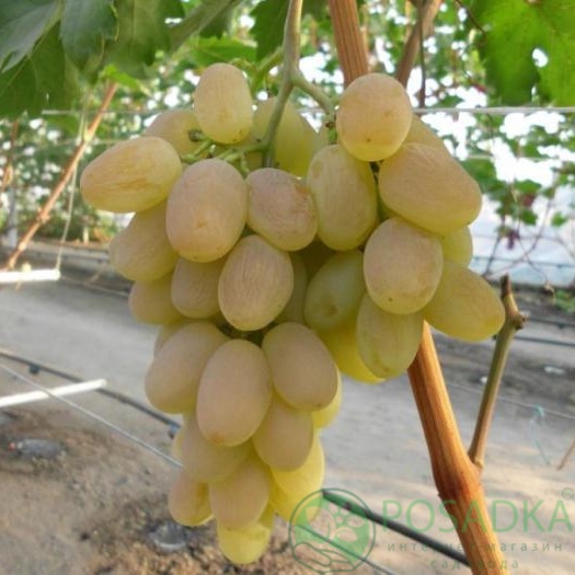 картинка Виноград Богатяновский 