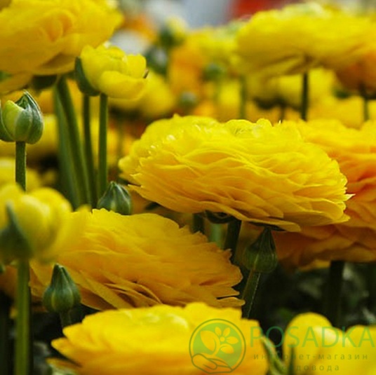 картинка Ранункулюс (лютик) Aviv Yellow 