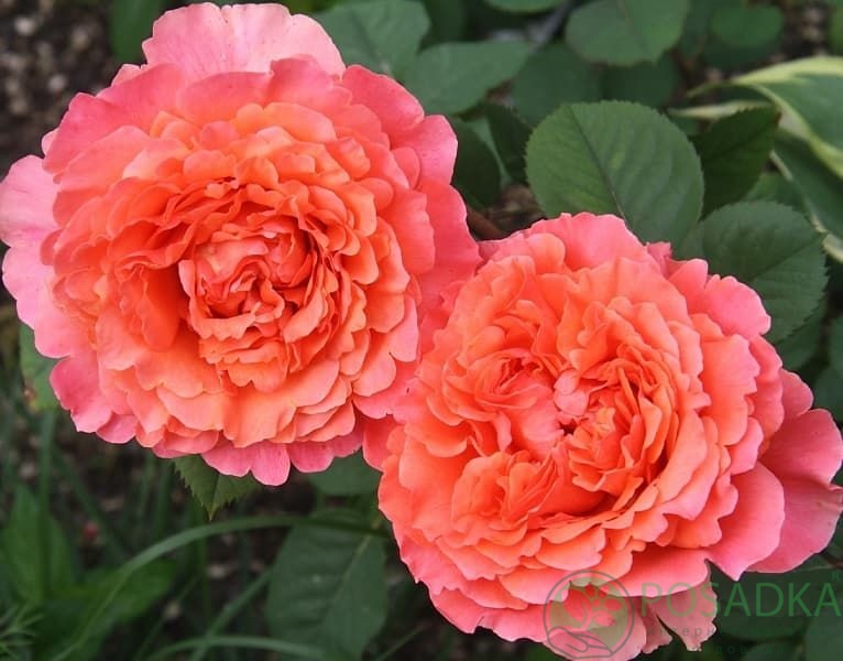 картинка Роза чайно-гибридная Этруска 