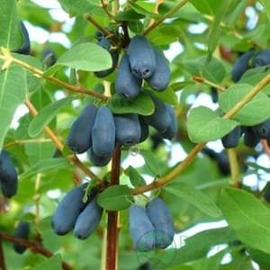 картинка Жимолость съедобная Голубое веретено 