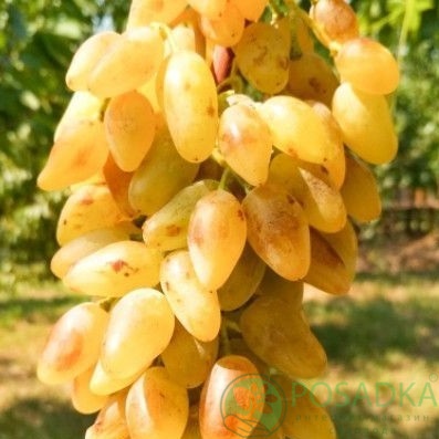 картинка Виноград Леди Патриция 