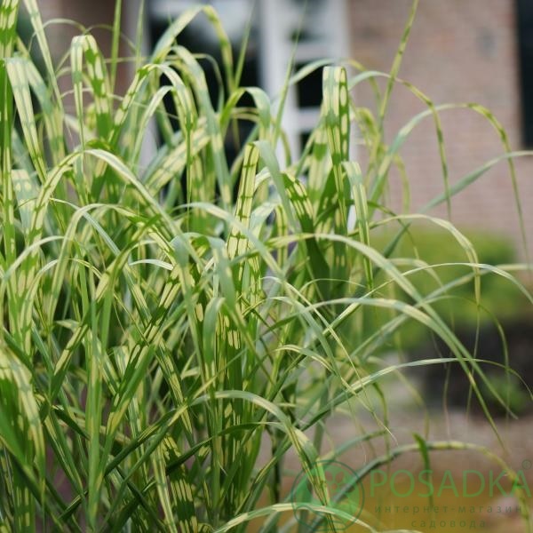 картинка Мискантус гигантский Aligator 