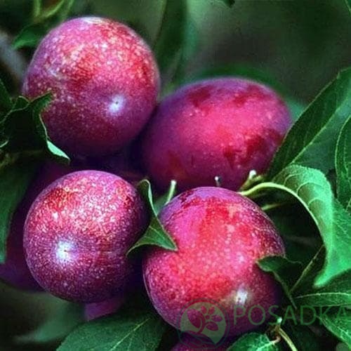 картинка Алыча Данди Голуба 