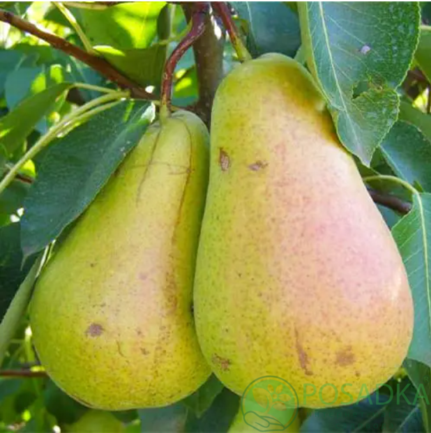 картинка Груша Вильямс зимний (Кюре) 