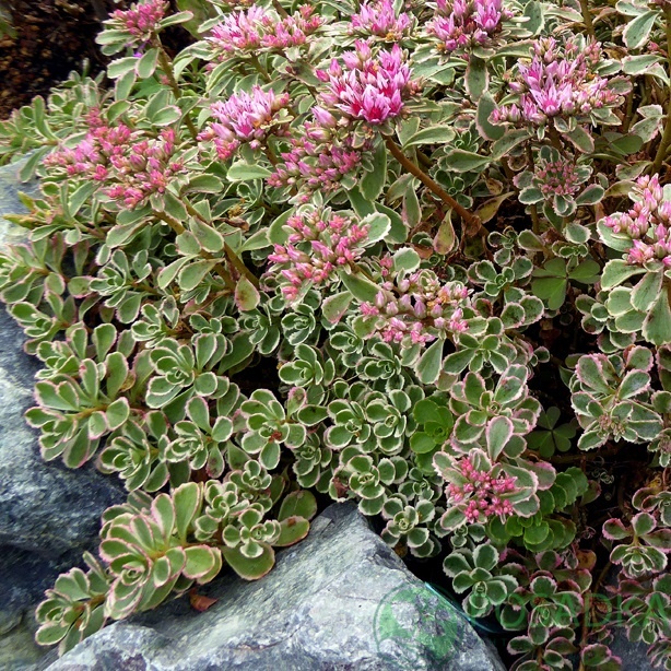 картинка Очиток Триколор, Sedum spurium 'Tricolor' 