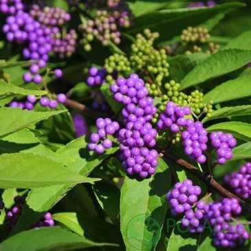 картинка Красивоплодник Каликарпа Issai 