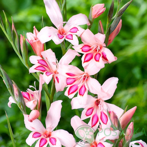 картинка Гладиолус Nanus Impressive  картинка Гладиолус Nanus Impressive