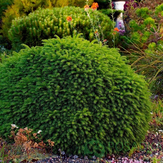 картинка Ель обыкновенная Литтл Джем 