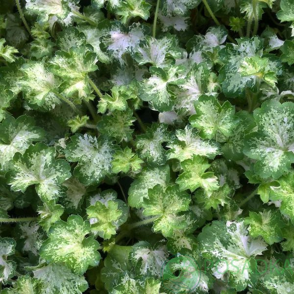 картинка Гейхера Dew Drops картинка Гейхера Dew Drops