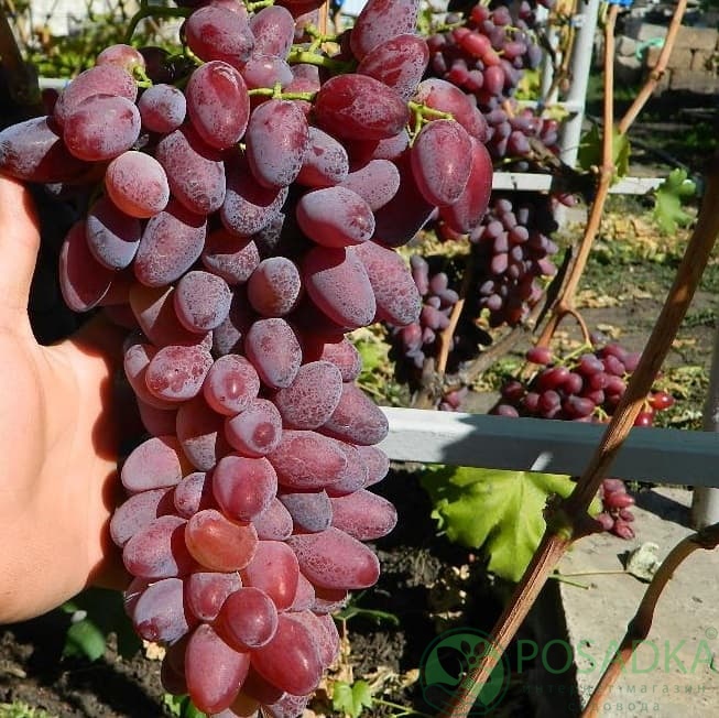 картинка Виноград Ромео 