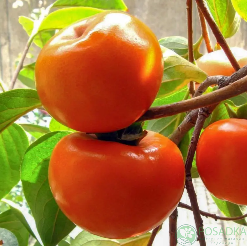 картинка Хурма Жемчужина Сванети 2 летняя (ранняя)  картинка Хурма Жемчужина Сванети 2 летняя (ранняя)