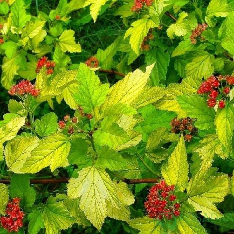 картинка Пузыреплодник калинолистный Лютеус С2 