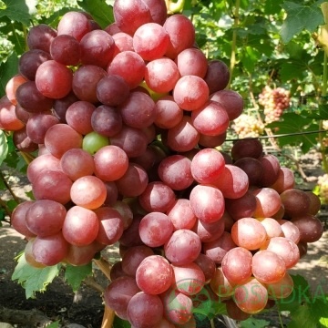 картинка Виноград Красный бриллиант 