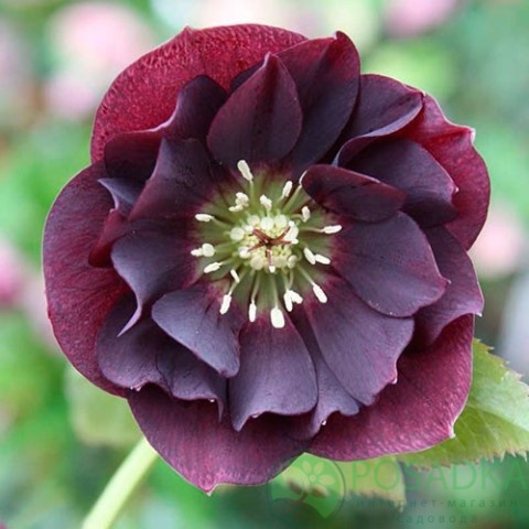 картинка Морозник Пурпурный Махровый (Helleborus Purple Double) 