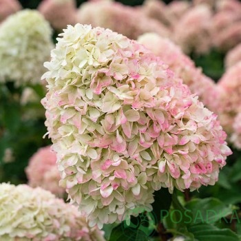 картинка Гортензия метельчатая Саммер Лав (Summer Love) 