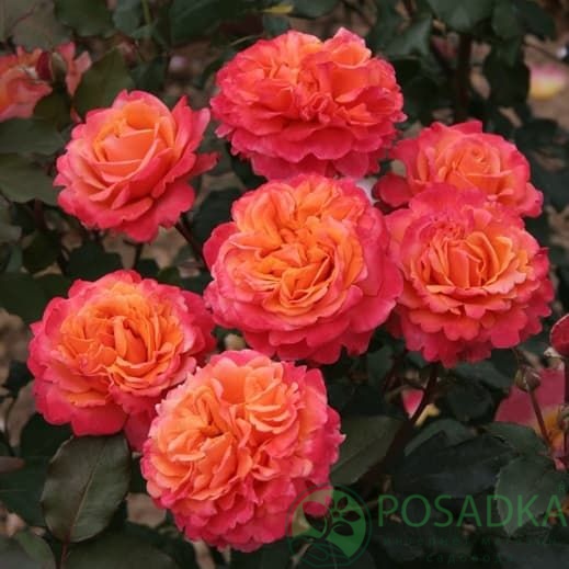 картинка Роза чайно-гибридная Френези 