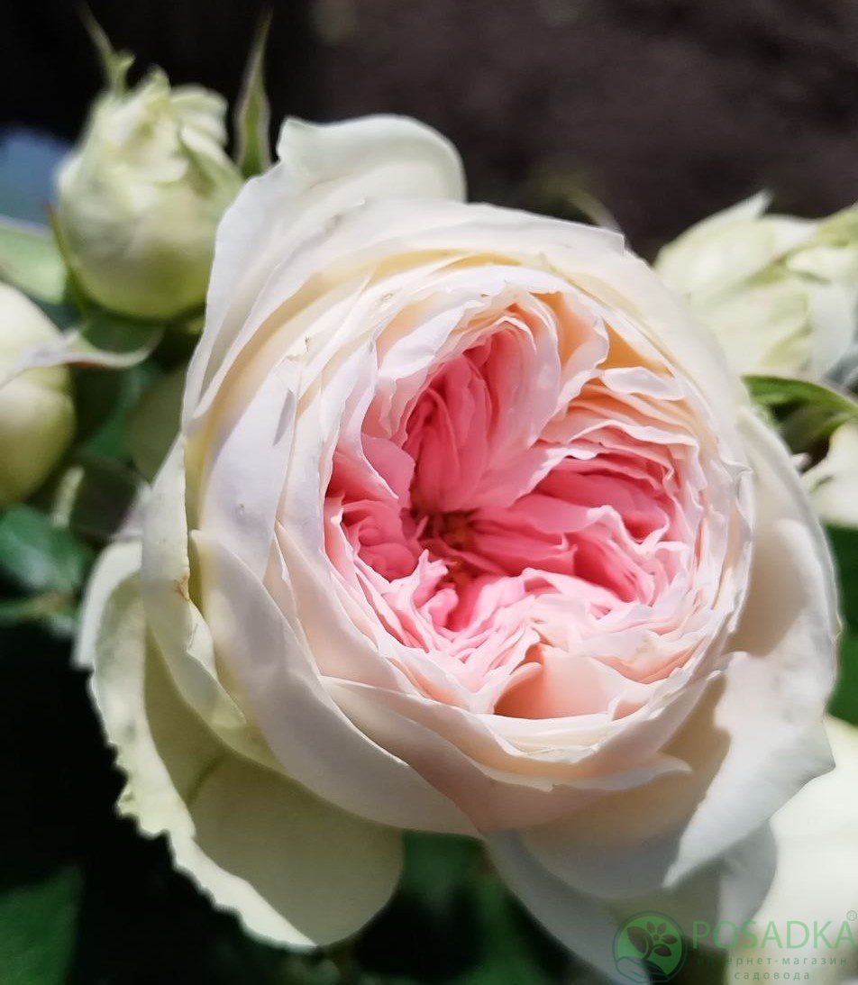 картинка Роза флорибунда Помпон Фловер Циркус  картинка Роза флорибунда Помпон Фловер Циркус