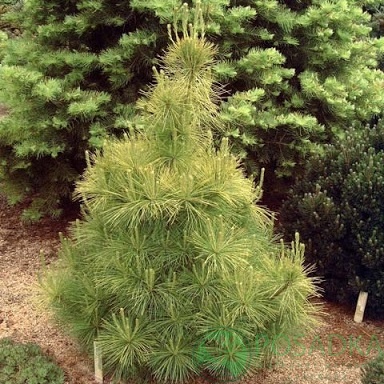 картинка Сосна Веймутова Луи (Pinus strobus Louie) 