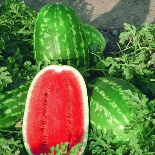 картинка Семена Арбуз Полосатый Рейс, 1гр, SeedEra 