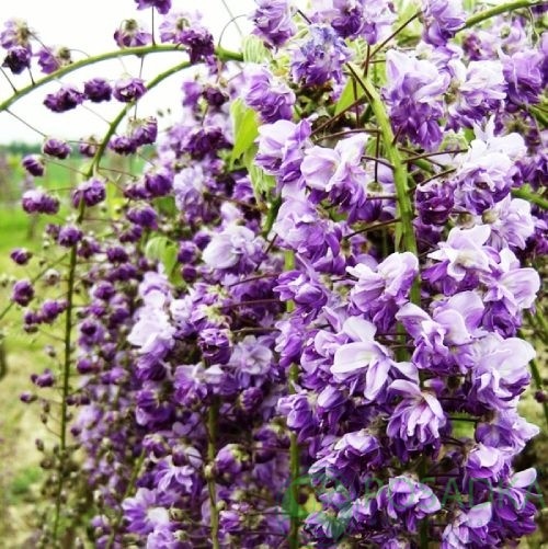 картинка Глициния Violacea Plena 